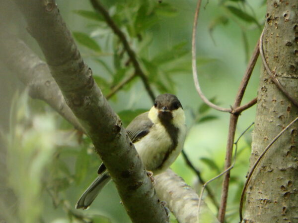 シジュウカラ幼鳥、コゲラ幼鳥 | 【bird】福島県