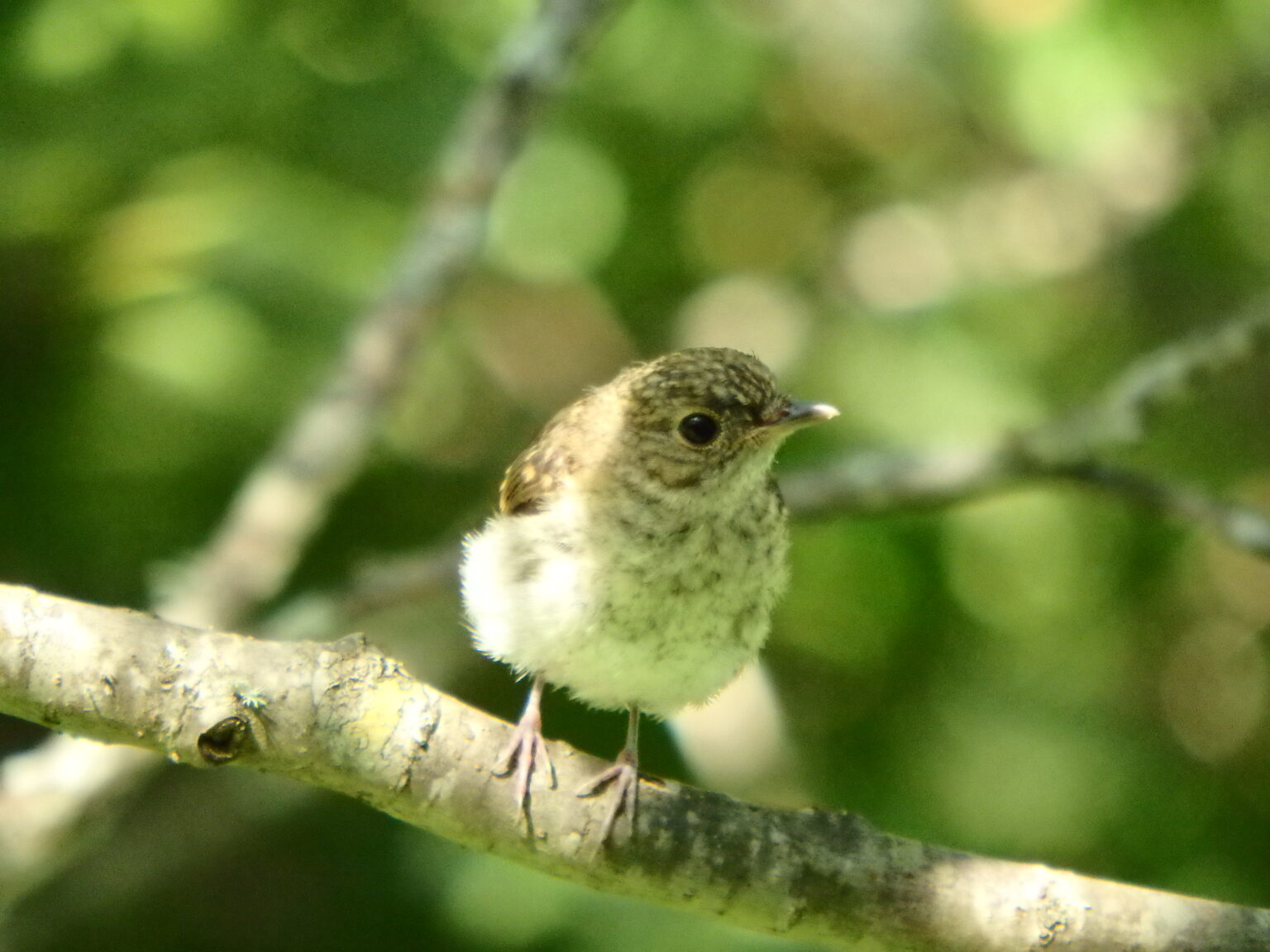 キビタン幼鳥、今日も来る | 【bird】福島県